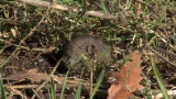 Video of Common Vole - Common Vole eating grass on the field.